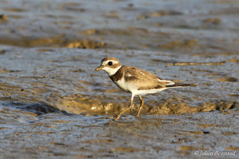 Gravelot semipalmé — Charadrius semipalmatus Bonaparte, 1825