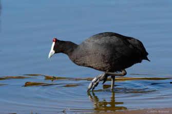 Foulque caronculée — Fulica cristata Gmelin, 1789