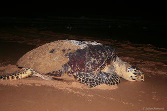 Tortue imbriquée — Eretmochelys imbricata (Linnaeus, 1766)