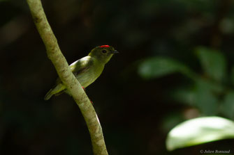 Manakin tijé — Chiroxiphia pareola (Linnaeus, 1766)