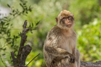 Macaque berbère — Macaca sylvanus (Linnaeus, 1758)