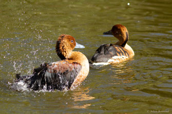 Dendrocygne fauve — Dendrocygna bicolor (Vieillot, 1816)