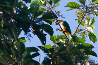 Caïque maïpouri — Pionites melanocephalus (Linnaeus, 1758)