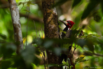 Pic de Malherbe — Campephilus melanoleucos (Gmelin, 1788)