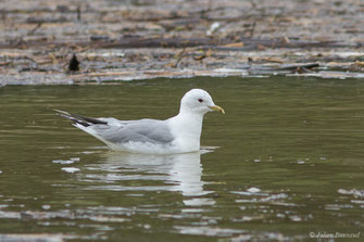 Goéland cendré — Larus canus Linnaeus, 1758