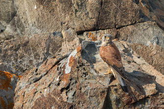 Faucon crécerelle — Falco tinnunculus Linnaeus, 1758