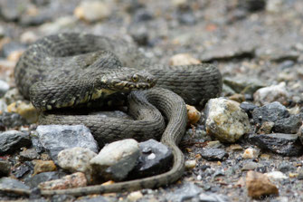 Couleuvre vipérine — Natrix maura (Linnaeus, 1758)