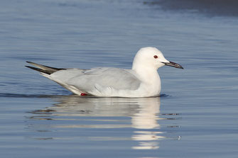 Goéland railleur — Chroicocephalus genei (Brême, 1839)