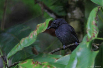 Batara ardoisé — Thamnomanes ardesiacus (Sclater & Salvin, 1868)
