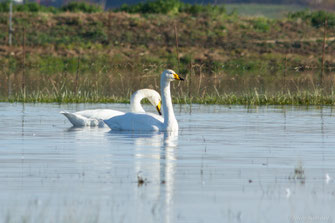 Cygne chanteur — Cygnus cygnus (Linnaeus, 1758)