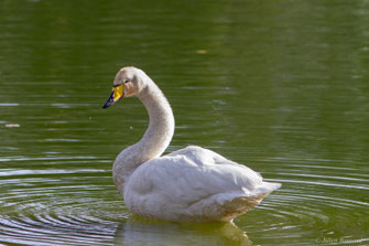 Cygne chanteur — Cygnus cygnus (Linnaeus, 1758)