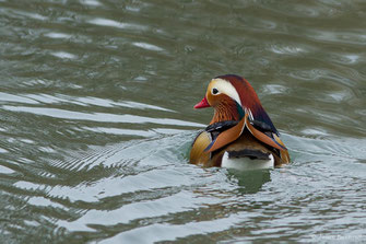 Canard mandarin — Aix galericulata (Linnaeus, 1758)