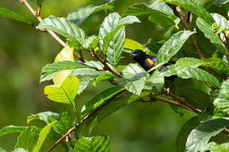 Organiste noir — Euphonia cayennensis (Gmelin, 1789)