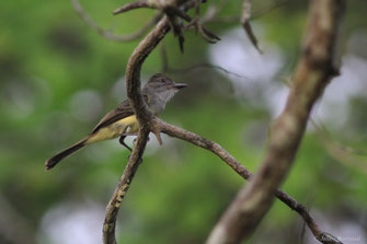 Tyran féroce — Myiarchus ferox (Gmelin, 1789)