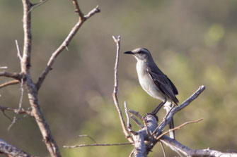 Moqueur des savanes — Mimus gilvus (Vieillot, 1808)