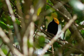 Manakin à tête d'or — Ceratopipra erythrocephala (Linnaeus, 1758)
