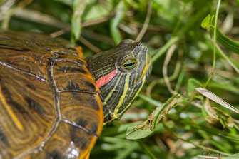 Trachémyde écrite — Trachemys scripta (Thunberg in Schoepff, 1792)