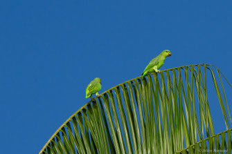 Caïque à queue courte — Graydidascalus brachyurus (Kuhl, 1820)