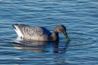 Bernache cravant — Branta bernicla (Linnaeus, 1758)