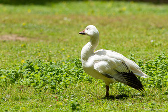 Oie des neiges — Anser caerulescens (Linnaeus, 1758)