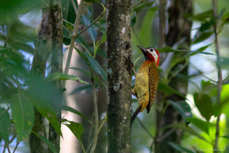 Pic de Cayenne — Colaptes punctigula (Boddaert, 1783)