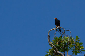 Caracara noir — Daptrius ater Vieillot, 1816