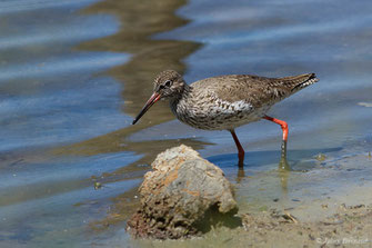 Chevalier gambette — Tringa totanus (Linnaeus, 1758)