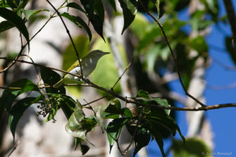 Viréo aux yeux rouges — Vireo olivaceus (Linnaeus, 1766)