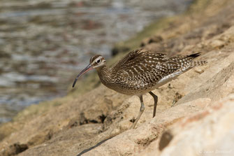Courlis corlieu — Numenius phaeopus (Linnaeus, 1758)