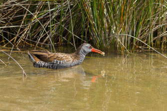 Râle d'eau — Rallus aquaticus Linnaeus, 1758