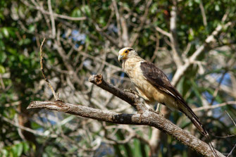 Caracara à tête jaune — Milvago chimachima (Vieillot, 1816)
