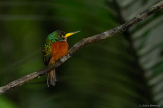 Jacamar à bec jaune — Galbula albirostris Latham, 1790
