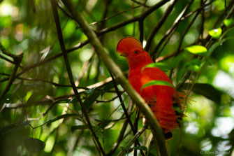 Coq-de-roche orange — Rupicola rupicola (Linnaeus, 1766)