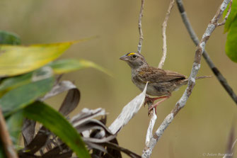 Bruant des savanes — Ammodramus humeralis (Bosc, 1792)