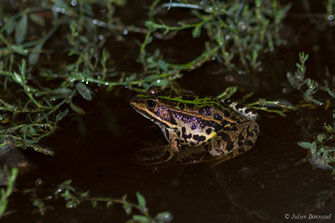 Grenouille de Lessona / Grenouille de Berger — Pelophylax lessonae (Camerano, 1882) / Pelophylax lessonae bergeri (Günther in Engelmann, Fritzsche, Günther & Obst, 1986)