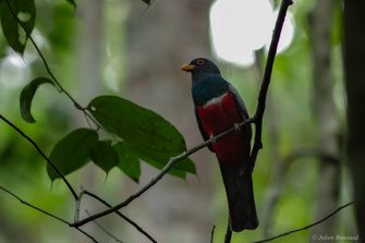 Trogon à queue noire — Trogon melanurus Swainson, 1838