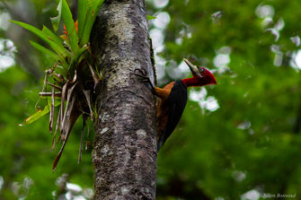 Pic à cou rouge — Campephilus rubricollis (Boddaert, 1783)