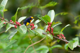 Organiste teité — Euphonia violacea (Linnaeus, 1758)