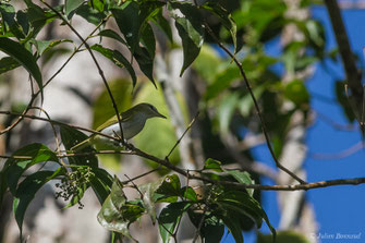 Viréo aux yeux rouges — Vireo olivaceus (Linnaeus, 1766)