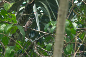 Tyran audacieux — Myiodynastes maculatus (Statius Müller, 1776)
