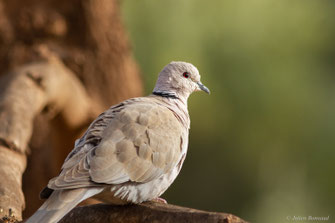 Tourterelle turque — Streptopelia decaocto (Frivaldszky, 1838)