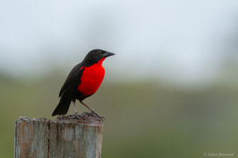 Sturnelle militaire — Leistes militaris (Linnaeus, 1758)