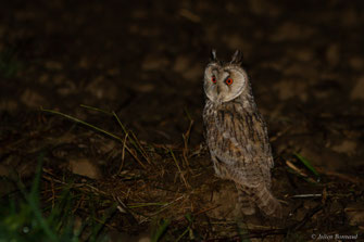 Hibou moyen-duc — Asio otus (Linnaeus, 1758)