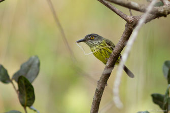 Todirostre tacheté — Todirostrum maculatum (Desmarest, 1806)