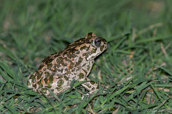 Crapaud vert / Crapaud vert des Baléares — Bufotes viridis (Laurenti, 1768) / Bufotes viridis balearicus (Boettger, 1880)
