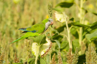 Conure veuve — Myiopsitta monacha (Boddaert, 1783)