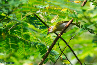 Sourciroux mélodieux — Cyclarhis gujanensis (Gmelin, 1789)