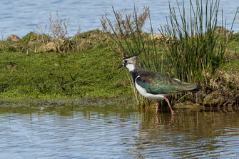 Vanneau huppé — Vanellus vanellus (Linnaeus, 1758)