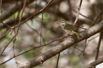 Viréo à moustaches — Vireo altiloquus (Vieillot, 1808)