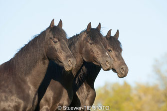 das bewährte Team: Shadow, Wildflower und Ivory